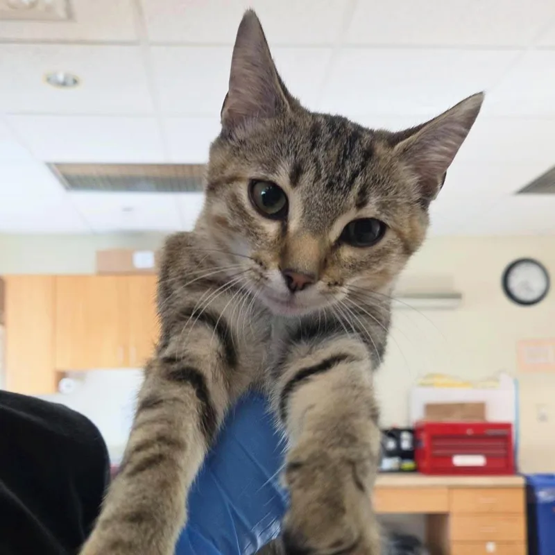 A young medium-sized female Brown / Chocolate Domestic Short Hair cat named Persephone for adoption in Plover, WI