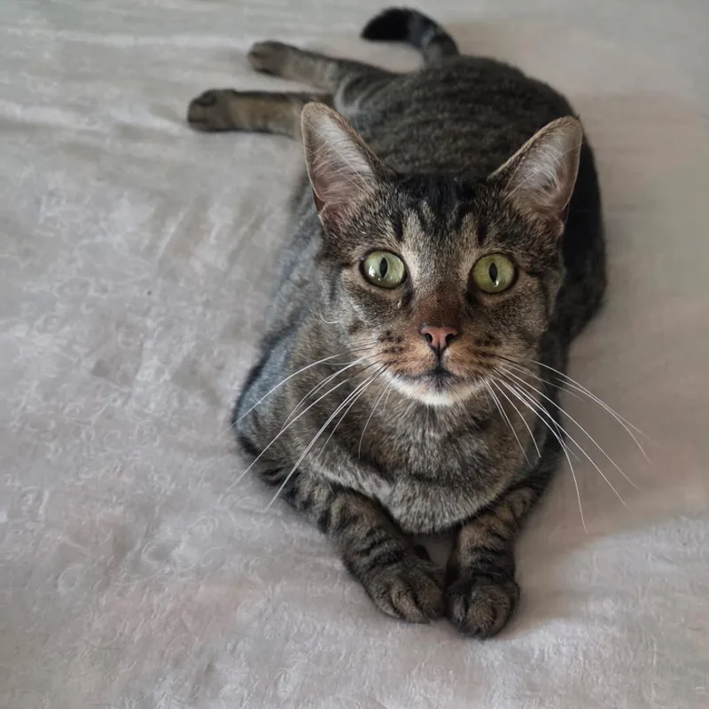 Mirringa thumbnail 2