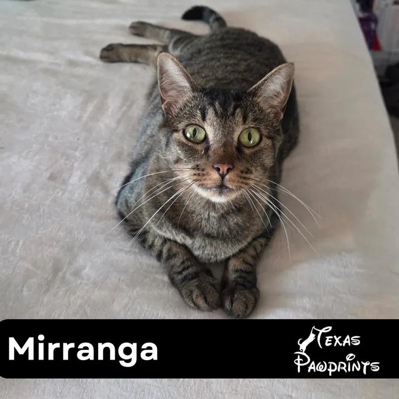 Mirringa