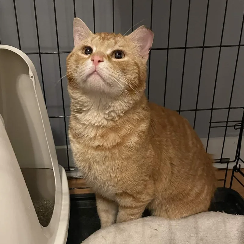 An adult large-sized male Orange / Red Domestic Short Hair cat named Pharma for adoption in PITTSBURGH, PA