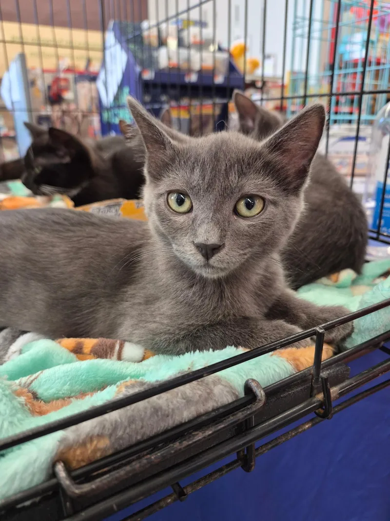 A baby medium-sized male Gray / Blue / Silver Domestic Short Hair cat named Marshal for adoption in Great Mills, MD