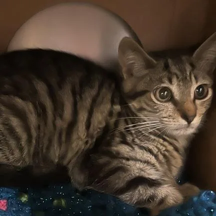 A baby small-sized female Brown / Chocolate Domestic Short Hair cat named Beetle Burr for adoption in Baltimore, MD
