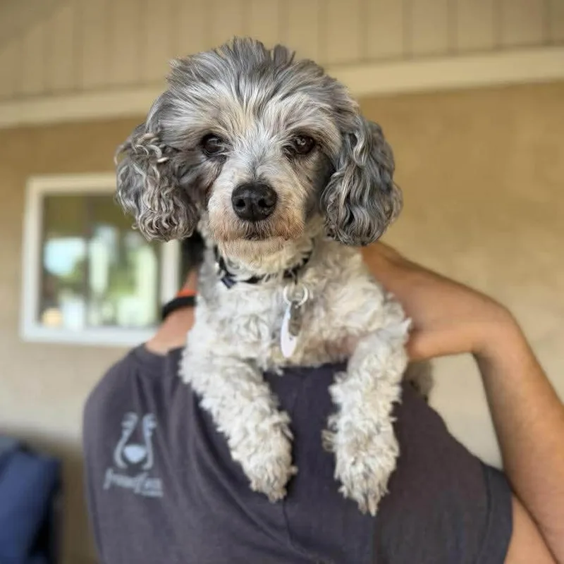A senior small-sized male Gray / Blue / Silver Poodle dog named Sparky for adoption in Ramona, CA
