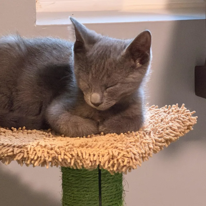 A baby small-sized male Gray / Blue / Silver Domestic Short Hair cat named Monty for adoption in Indianapolis, IN