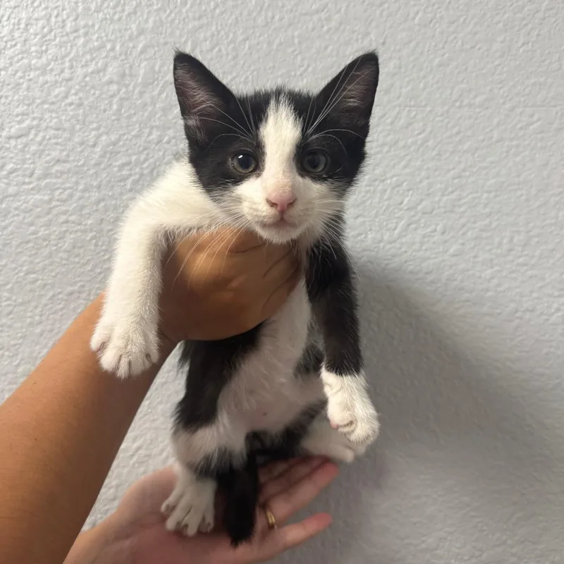 A baby small-sized male Black Domestic Short Hair cat named Smiles for adoption in Waco, TX