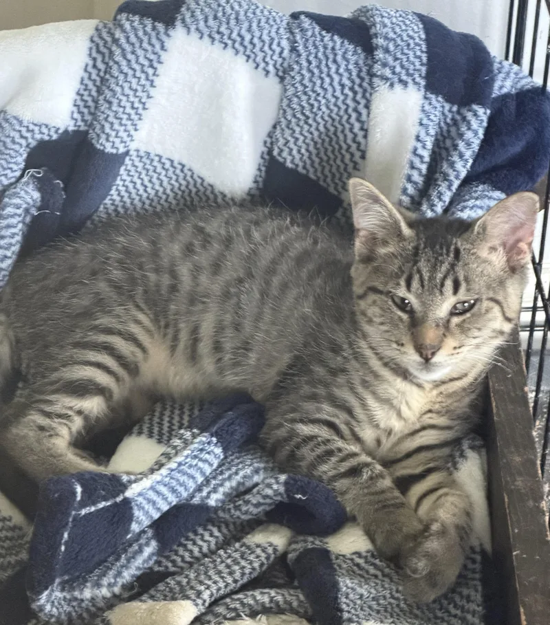 A baby medium-sized male Domestic Short Hair cat named Indy for adoption in Kirklin, IN