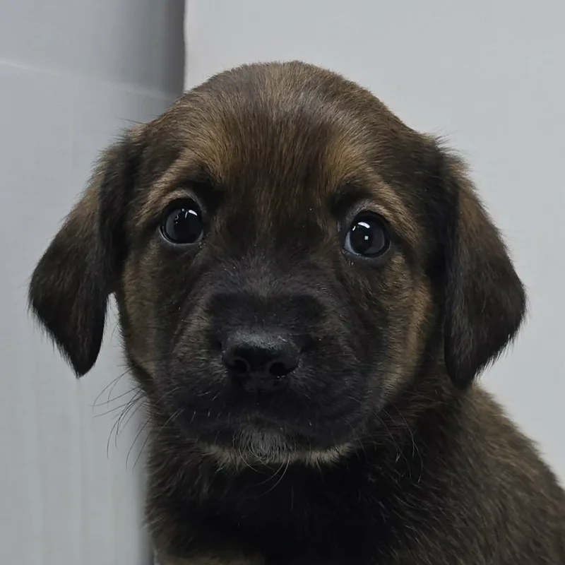 A baby medium-sized male Bicolor Flat-Coated Retriever dog named Best Pal for adoption in Newport, TN
