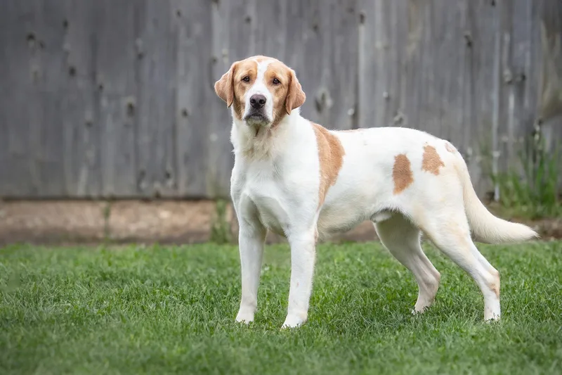 Shooter & Sparky thumbnail 2