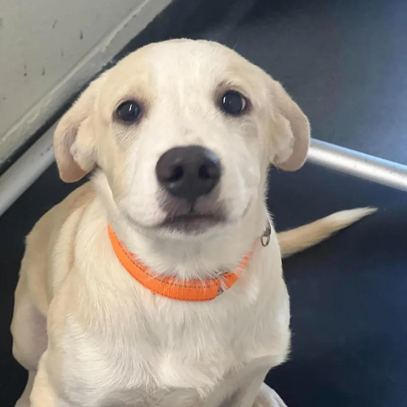 A baby medium-sized male Yellow / Tan / Blond / Fawn Labrador Retriever dog named Hoss for adoption in Weatherford, TX