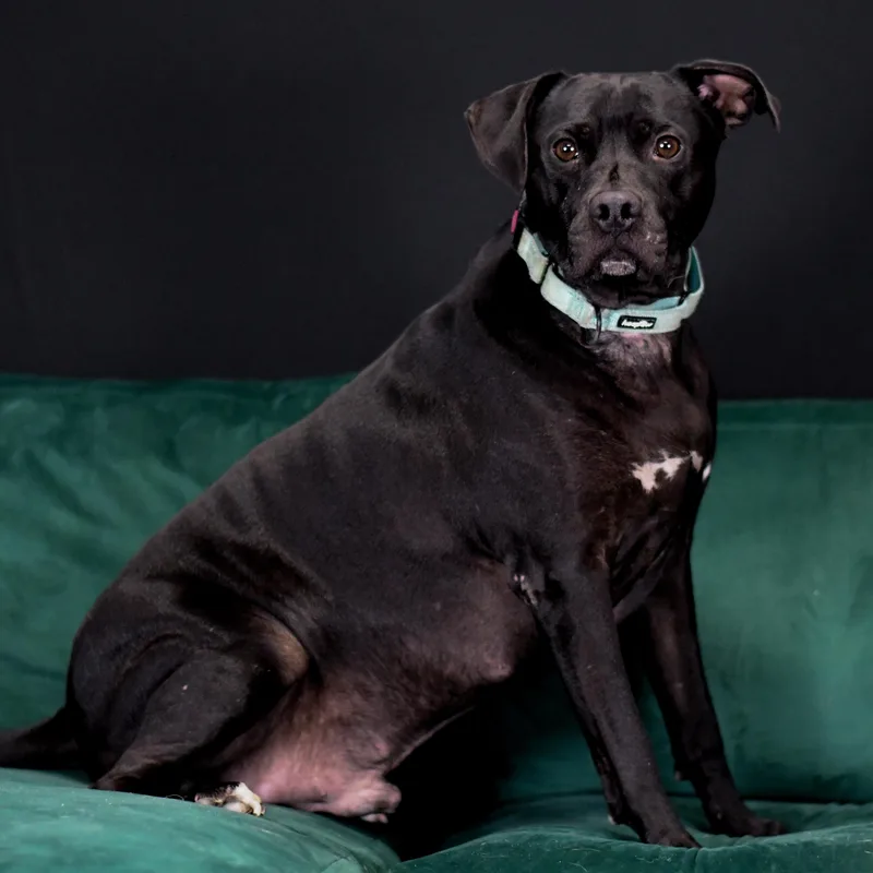 An adult medium-sized male American Bulldog dog named Tickles for adoption in Defuniak Springs, FL