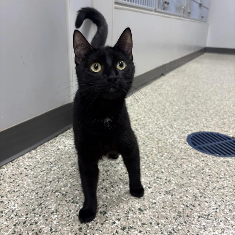 An adult medium-sized female Black Domestic Short Hair cat named Libra for adoption in Cedar Rapids, IA
