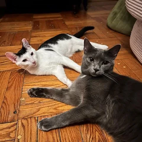 A young small-sized female Black & White / Tuxedo Domestic Short Hair cat named Spark for adoption in bronx, NY