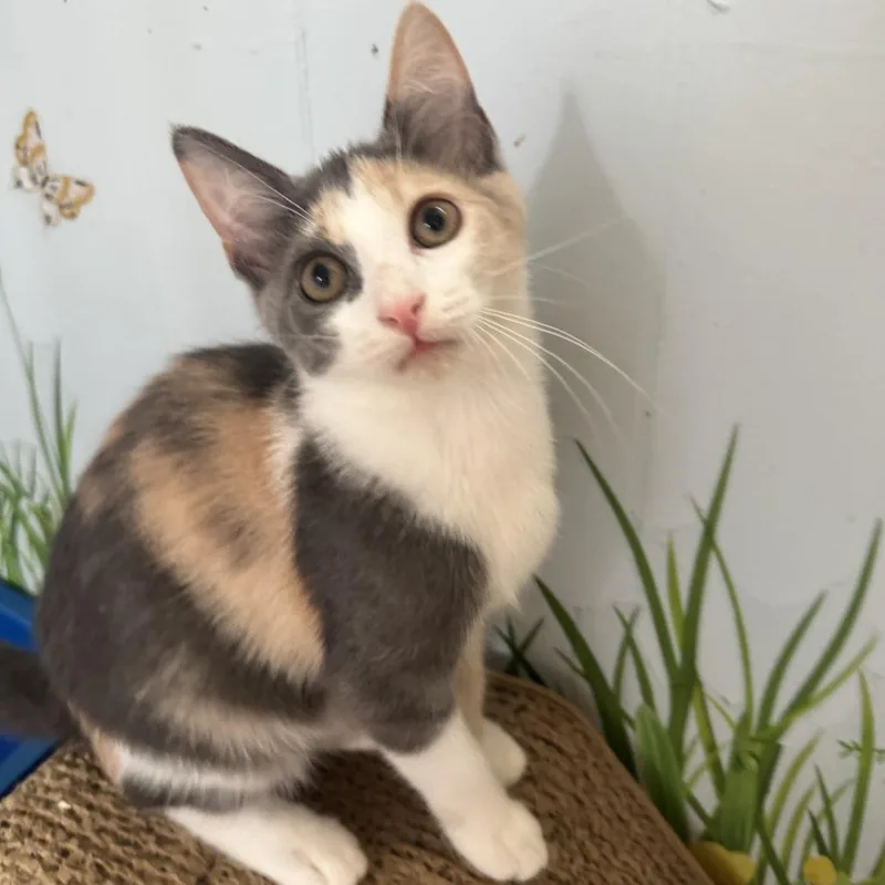A baby small-sized female Calico Domestic Short Hair cat named Moana for adoption in Richland, MI