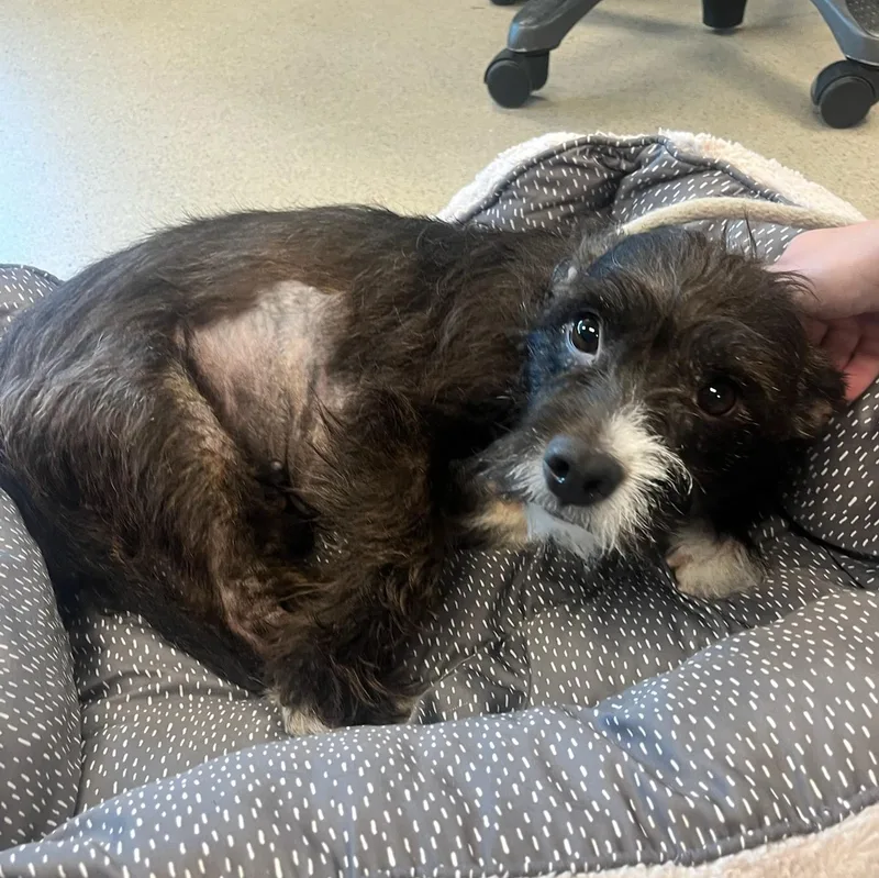 An adult small-sized female Black Terrier dog named Princess for adoption in Manassas, VA