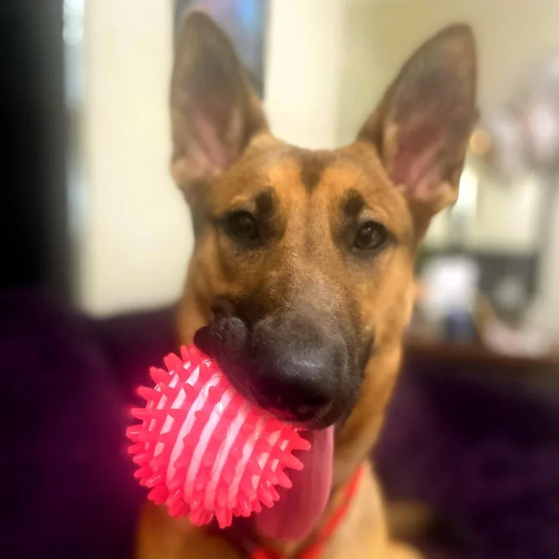 An adult medium-sized female Belgian Shepherd / Malinois dog named Vanya for adoption in LOXAHATCHEE, FL
