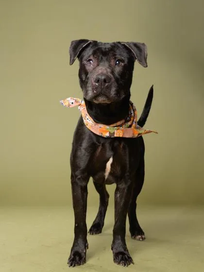 A senior medium-sized male Pit Bull Terrier dog named Smucker for adoption in Atlanta, GA