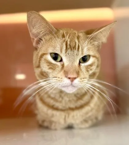 A young medium-sized male Orange / Red Domestic Short Hair cat named Miso Soup for adoption in Fernandina Beach, FL