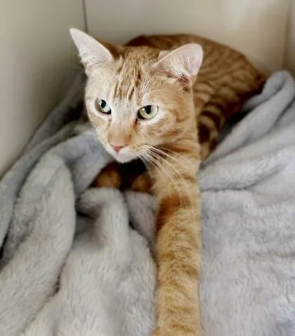 Miso Soup thumbnail 2