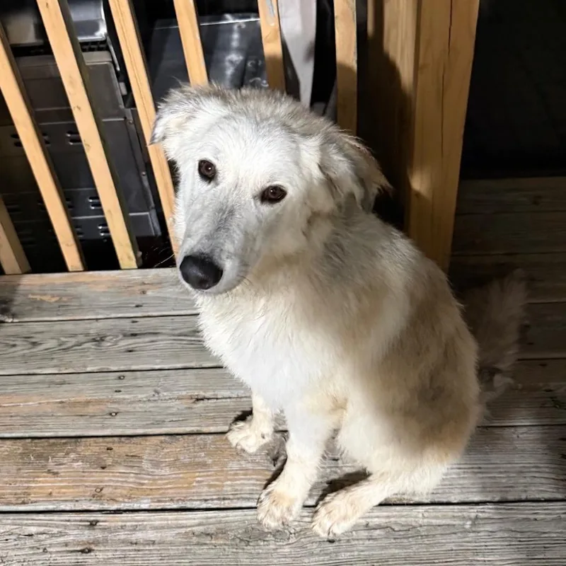 A young medium-sized male Gray / Blue / Silver Great Pyrenees dog named Milo for adoption in Rogersville, MO