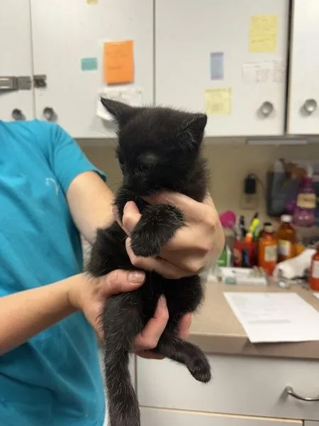A baby small-sized female Domestic Short Hair cat named Violin for adoption in Salisbury, MD