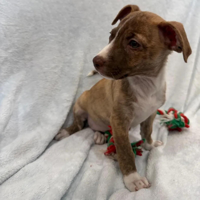 A baby small-sized female Brindle Chihuahua dog named Strawberry for adoption in Phoenix, AZ