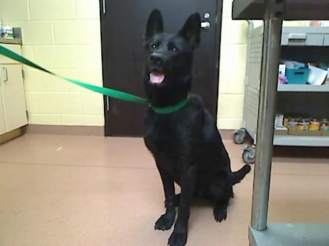 An adult large-sized female German Shepherd Dog dog named Kimmie for adoption in Cookeville, TN