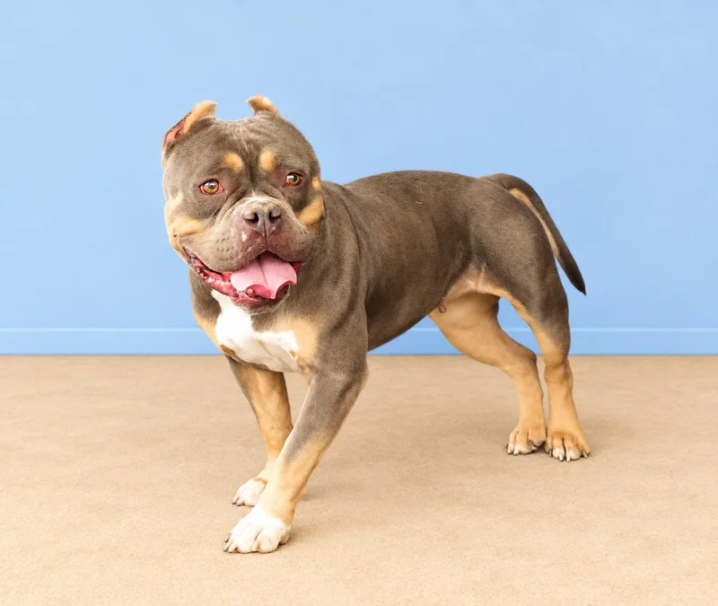 An adult medium-sized female English Bulldog dog named Baby for adoption in Pasadena, CA