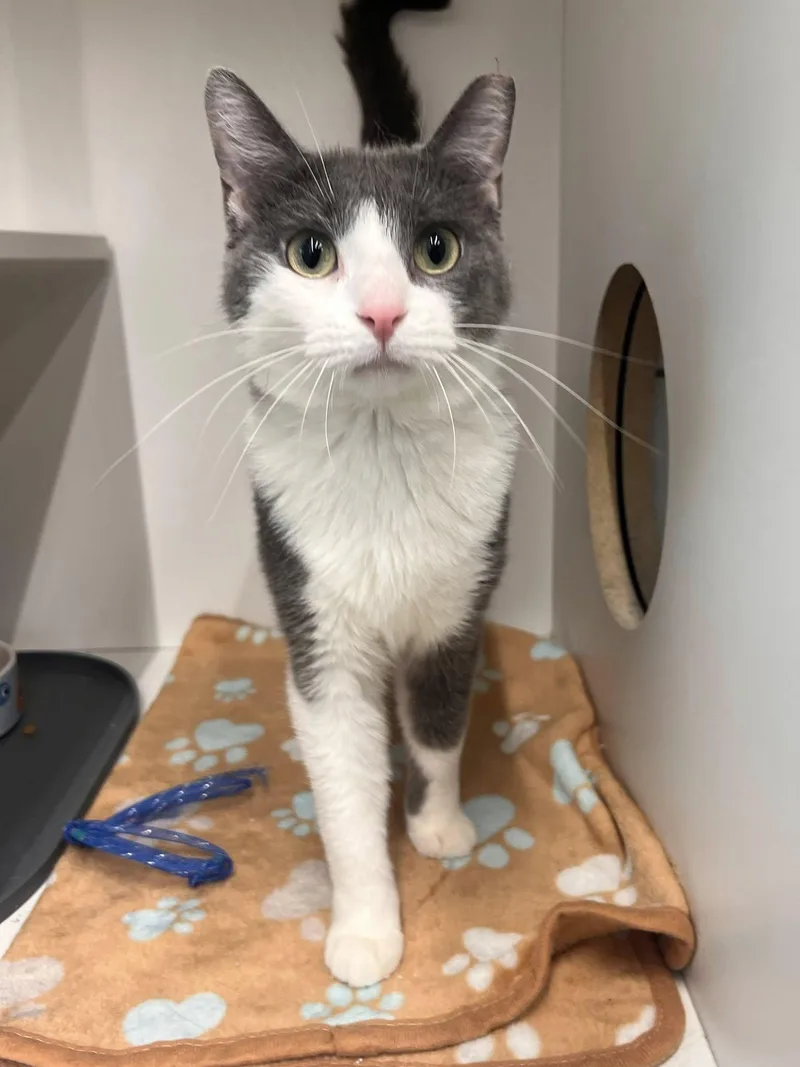 A young medium-sized female Gray & White Domestic Short Hair cat named Arugula for adoption in Cleveland, OH