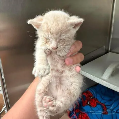 A baby small-sized male Buff / Tan / Fawn Domestic Short Hair cat named Piper for adoption in Bastrop, TX