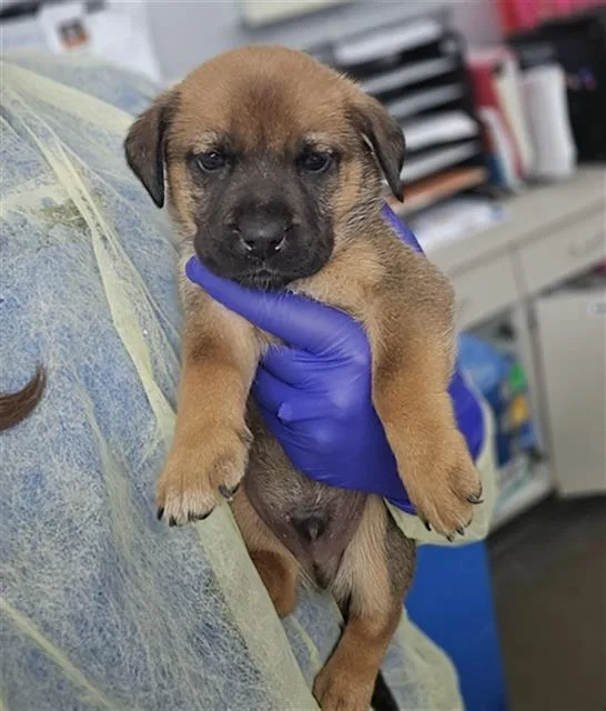 A baby medium-sized male Mixed Breed dog named Freckles for adoption in Dallas, TX