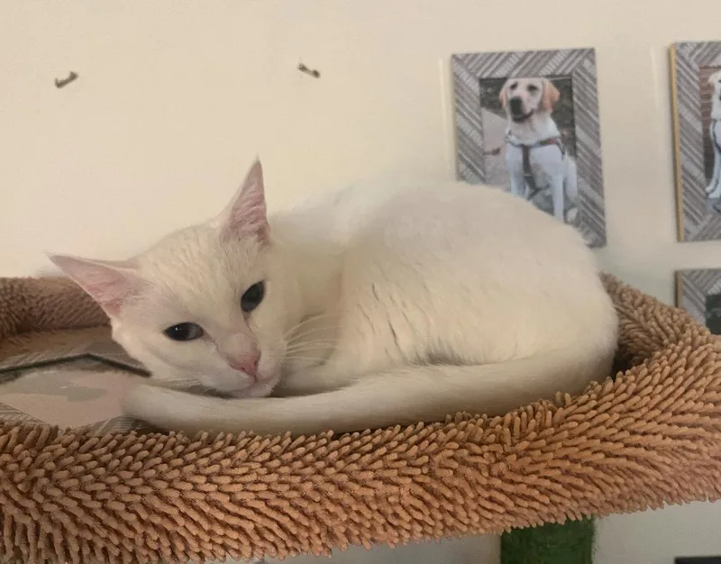 An adult medium-sized female White Domestic Short Hair cat named Eve for adoption in Nutley, NJ