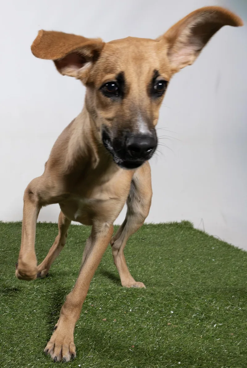 A young medium-sized male Golden Rhodesian Ridgeback dog named Canelo for adoption in Harvey , LA