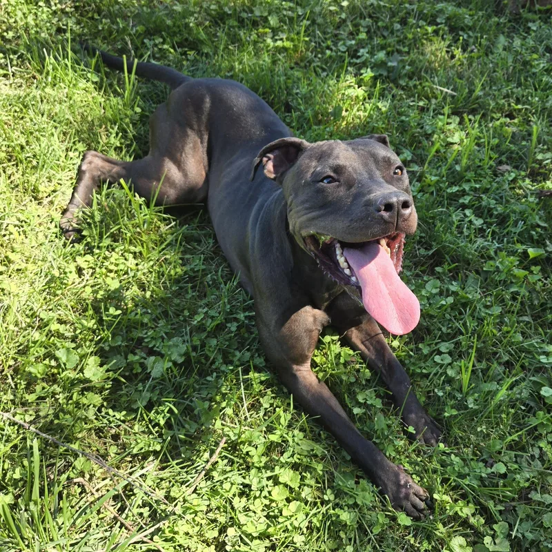 An adult medium-sized male Black Pit Bull Terrier dog named Atlas for adoption in Xenia , OH