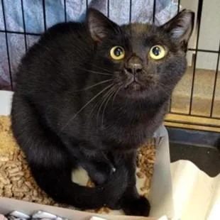 A young small-sized male Domestic Short Hair cat named Neptune for adoption in San Antonio, TX