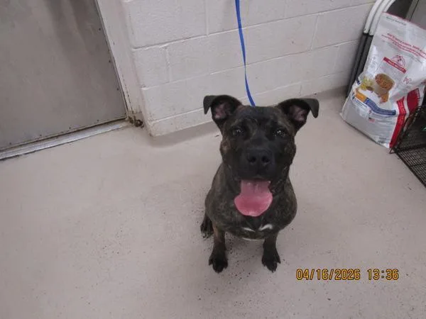 A young large-sized male Pit Bull Terrier dog named Zeus for adoption in Marietta, GA