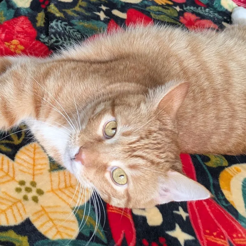 A senior large-sized male Orange / Red Domestic Short Hair cat named Casio for adoption in Chicago, IL