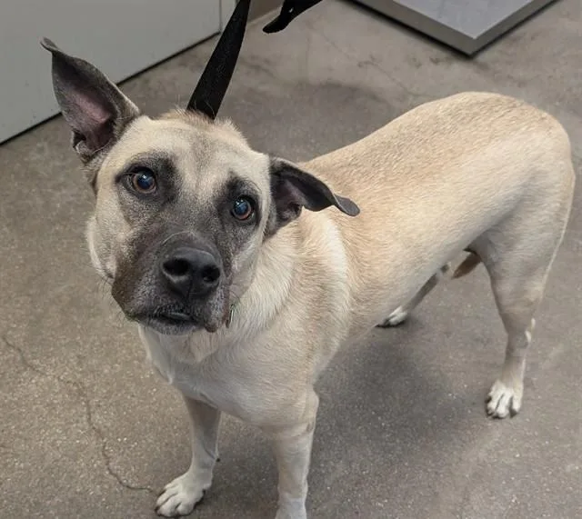 An adult large-sized male Pit Bull Terrier dog named Juda for adoption in Tucson, AZ