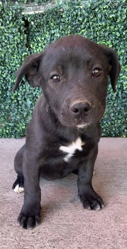 A baby small-sized female Black Shepherd dog named Meatball for adoption in El Paso, TX