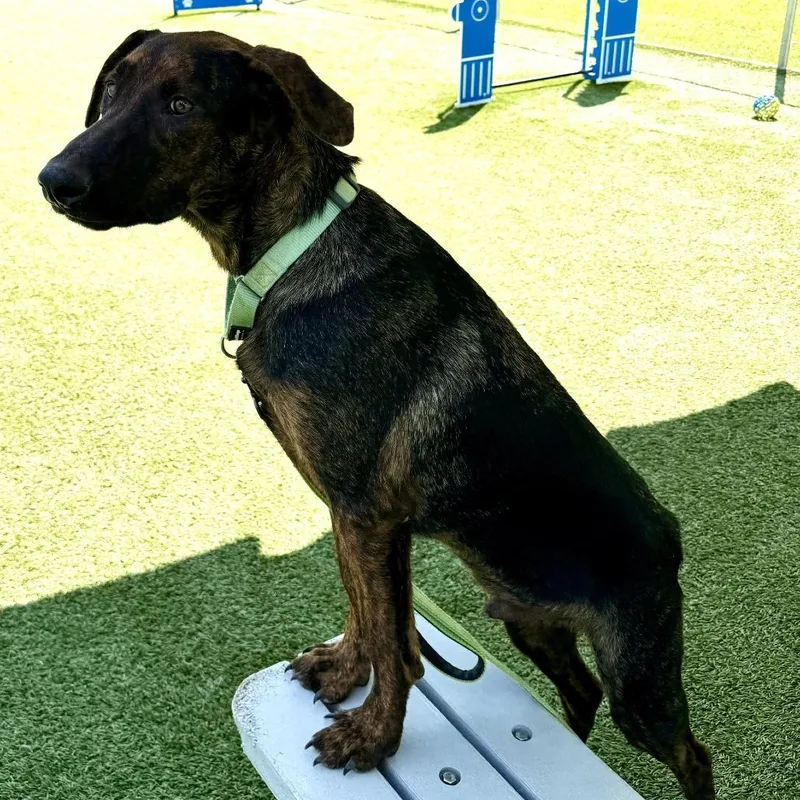 A young medium-sized male Brindle Mixed Breed dog named Ruger for adoption in Allentown, PA