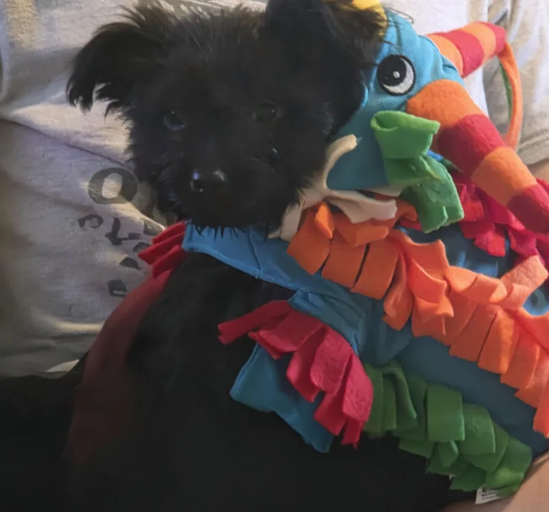 A baby medium-sized male Shih Tzu dog named Stanley for adoption in Plainfield, IL