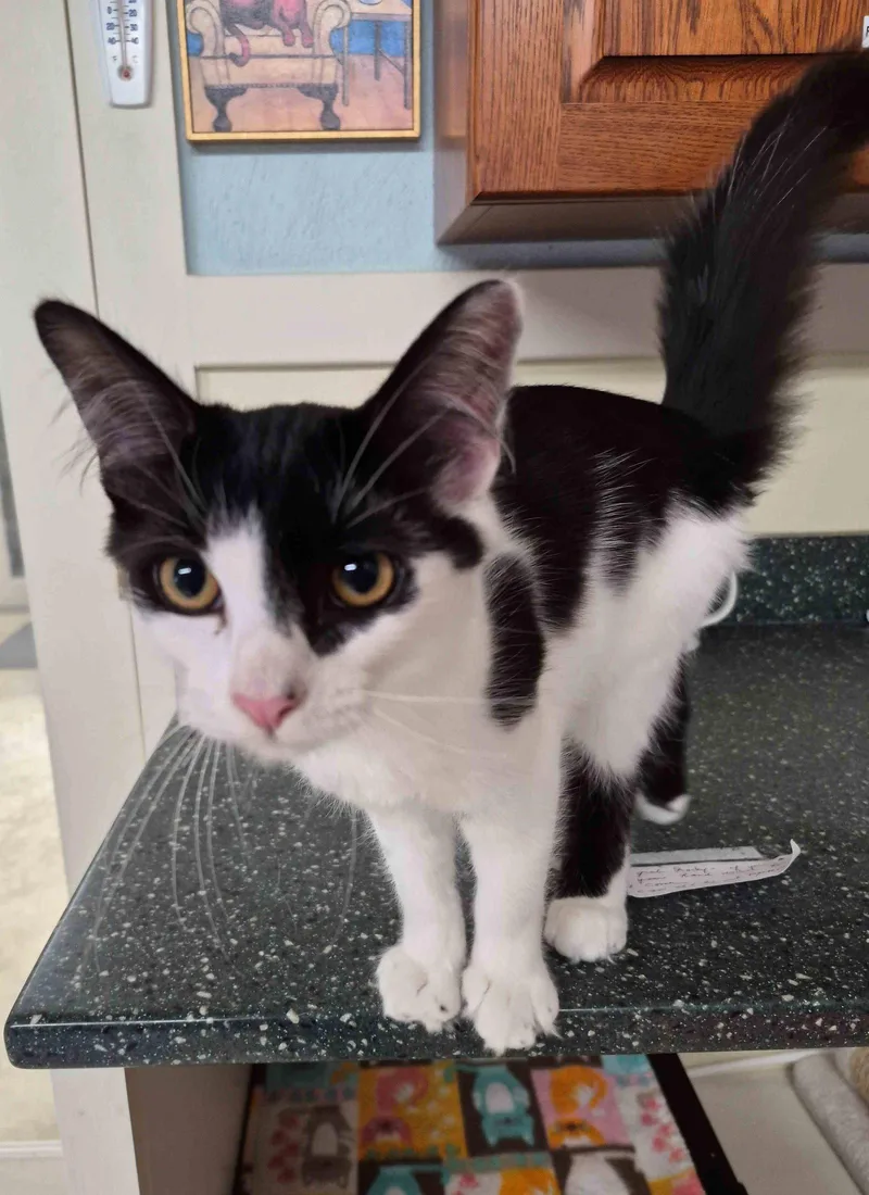 A young small-sized male Black & White / Tuxedo Domestic Medium Hair cat named Rocky   months for adoption in Sterling, MA
