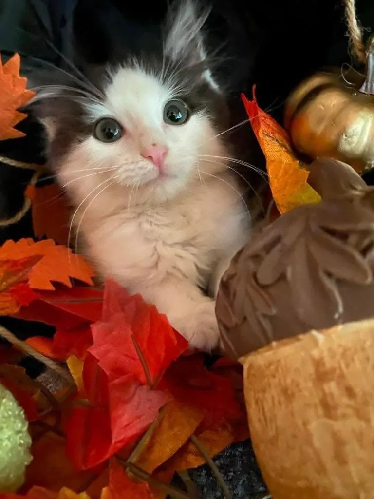 A baby small-sized male Domestic Short Hair cat named Frosty for adoption in Effingham, IL