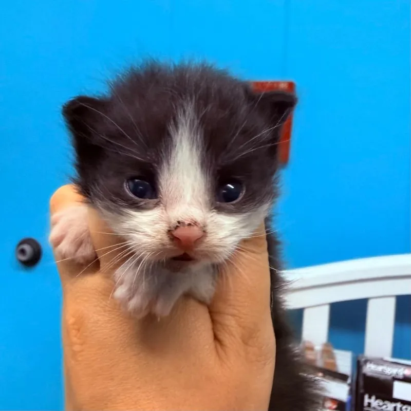 A baby small-sized male Domestic Short Hair cat named Cookie for adoption in Utica, MI
