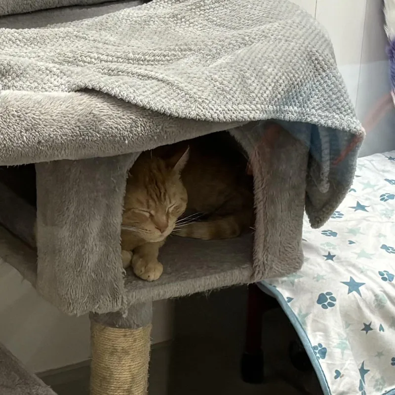 A young medium-sized male Orange / Red Domestic Short Hair cat named Cheddar for adoption in Columbus , OH