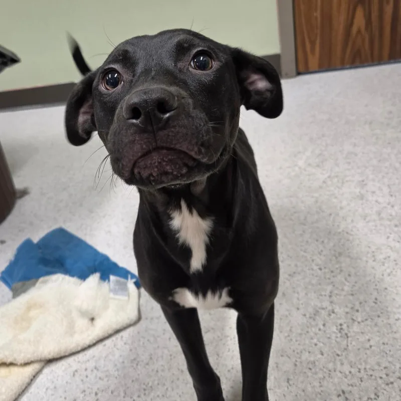 A young medium-sized male Black Mixed Breed dog named Rabbit for adoption in Binghamton, NY