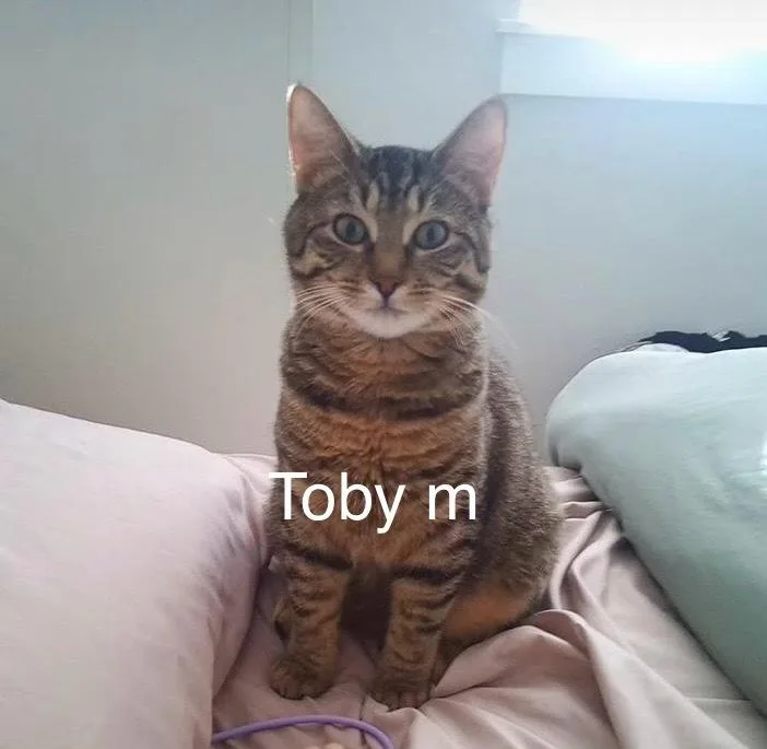 A young medium-sized male Tabby (Brown / Chocolate) Domestic Short Hair cat named Toby for adoption in Bend, OR