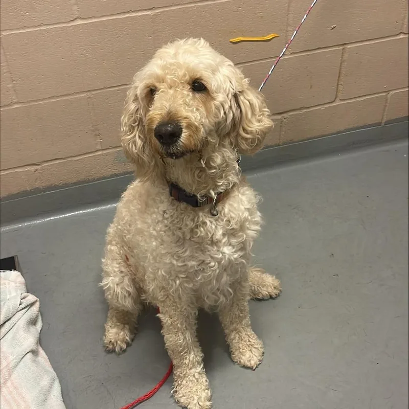 An adult medium-sized female White / Cream Labrador Retriever dog named Myrtle for adoption in Tacoma, WA