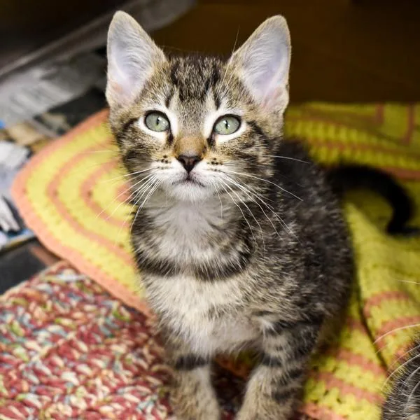 An adult small-sized female Domestic Short Hair cat named Frappuccino for adoption in Des Moines, IA