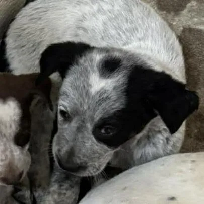 A baby small-sized male Gray / Blue / Silver Australian Cattle Dog / Blue Heeler dog named Buck for adoption in Shinnston, WV