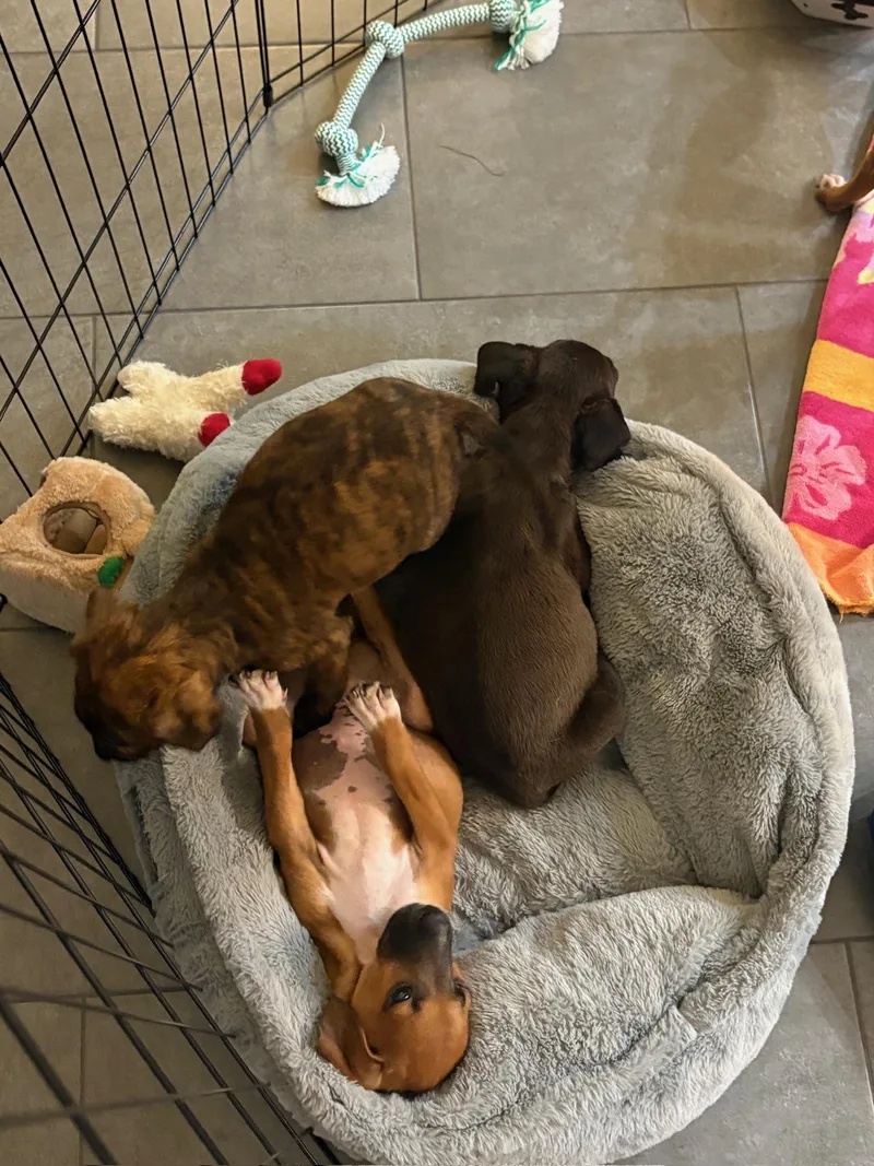 A baby small-sized male Boxer dog named Chip for adoption in santa monica, CA